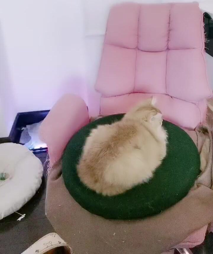 肉感十足极品肥臀清纯肉肉小姐姐 ，来大姨妈塞着棉棒 ，翘起屁股扭动掰开 ，近距离特写掰开粉穴，揉捏大奶子诱惑