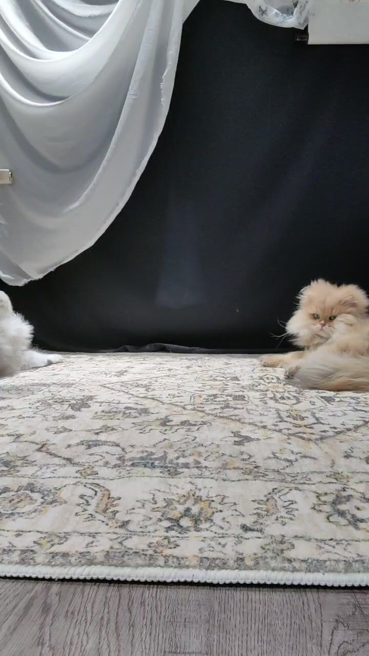 2024年2月新作，上海戏剧学院毕业，【繁花女主角】，大美女，肤白貌美，古装现代，每天不同反差角色(7)