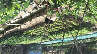 2025新品，天花板露出狂人御姐【cikaimoon】付费⑦，更大胆直接，帮老农干活小卖店勾引老头7