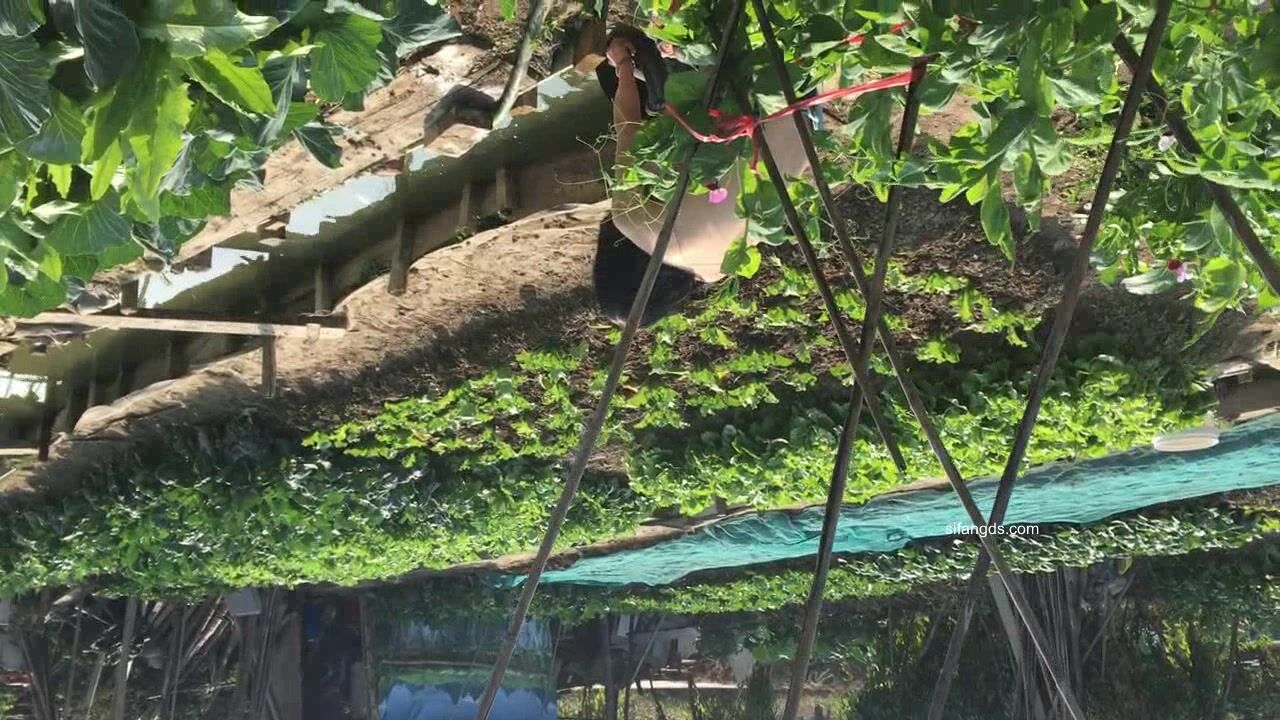 2025新品，天花板露出狂人御姐【cikaimoon】付费⑦，更大胆直接，帮老农干活小卖店勾引老头7