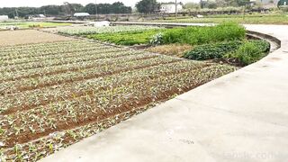 2025年新品，天花板露出狂人御姐【cikaimoon】无视路人，全裸下乡闲逛，露点给独居老人做饭8