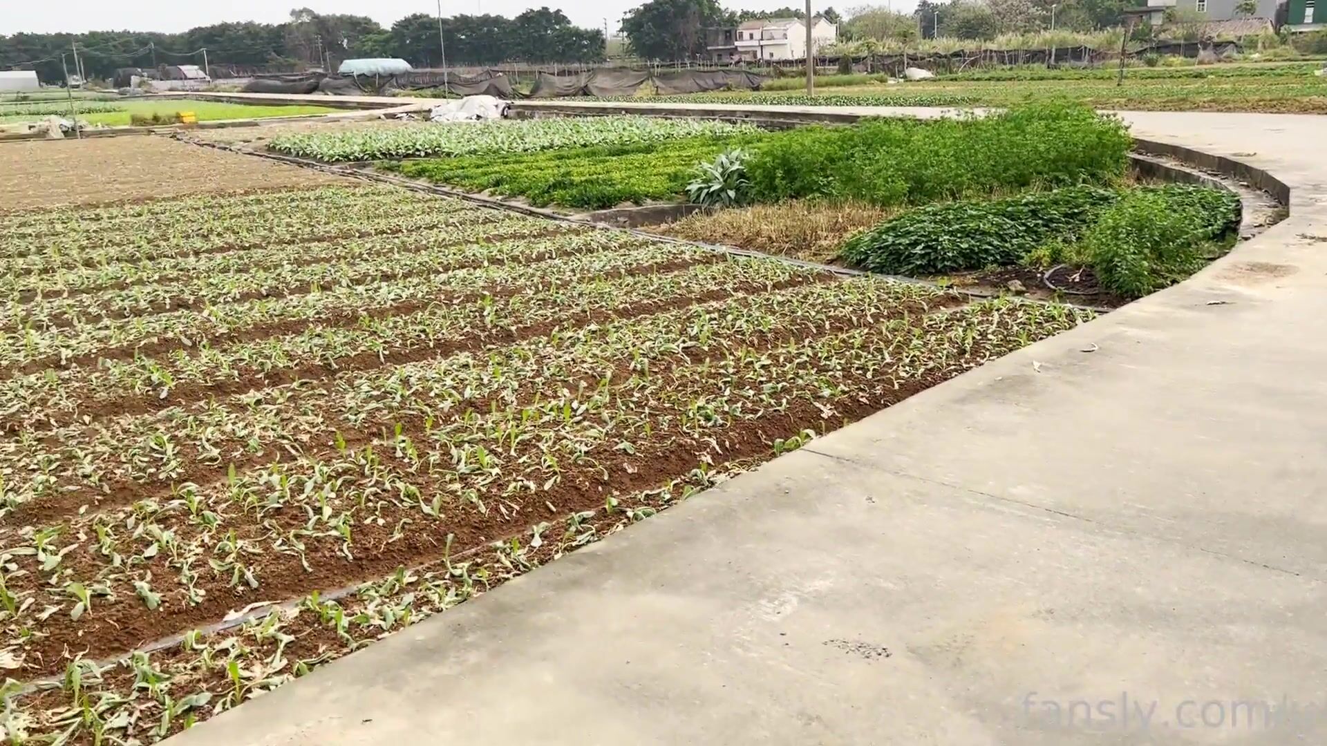 2025年新品，天花板露出狂人御姐【cikaimoon】无视路人，全裸下乡闲逛，露点给独居老人做饭8