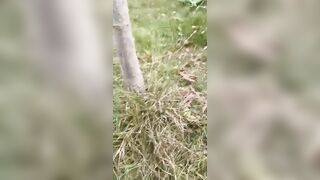 推荐 抖音骚少妇【空心菜】野外露出放尿自慰，大尺度掰逼展示，榨精小鲜肉，无套内射